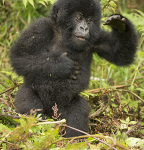 gorilla